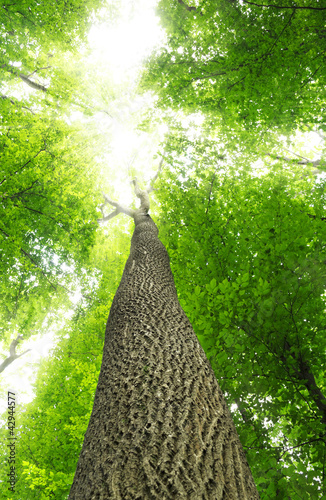 Photo: Tree Tree