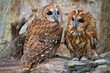Tawny Owls
