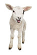 Lamb