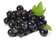 Photo: Johannisbeeren - schwarz Johannisbeeren - schwarz