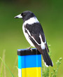 australian butcherbird on fence