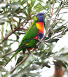 australian rainbow lorikeet in tropical setting