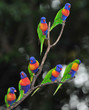 australian rainbow lorikeets gathered on tree