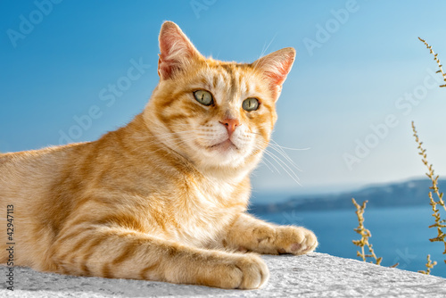 Photo: cat cat