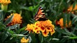 Winged beauty