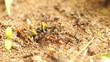 Ants having something to eat