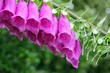 Pink foxglove flowers in a garden