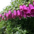 Flowering Pink Foxglove plant