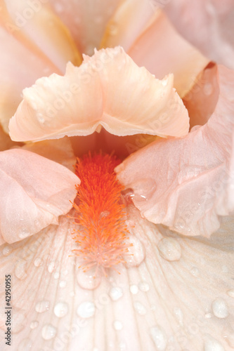 Photo: Iris after rain Iris after rain