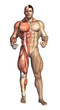 Illustration: Bodybuilder Muscles Revealed Bodybuilder Muscles Revealed