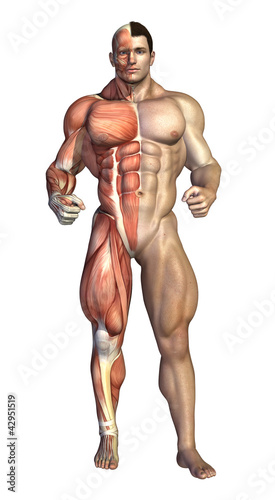 Illustration: Bodybuilder Muscles Revealed Bodybuilder Muscles Revealed
