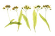 Lindenblüten (Tilia)