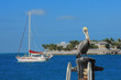 Key west's Pelican