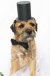 Border Terrier; dog with bow tie and top hat