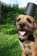 Border Terrier; dog with top hat and bow tie