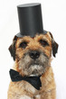 Border Terrier; dog with bow tie and top hat