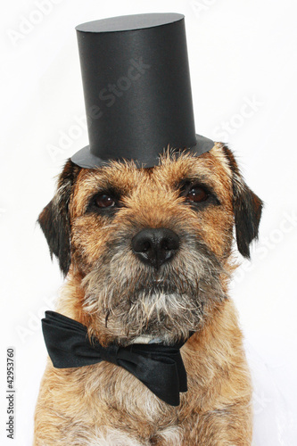 Photo: Border Terrier; dog with bow tie and top hat Border Terrier; dog with bow tie and top hat