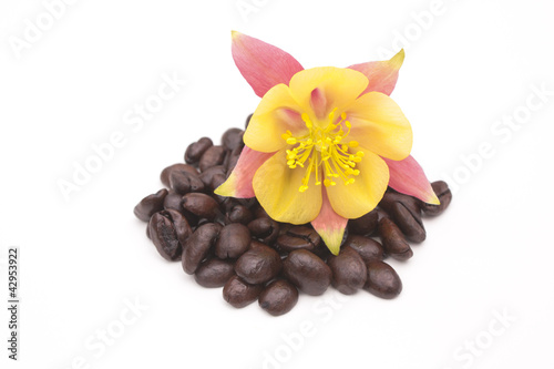 Photo: Tropical flower on coffee beans Tropical flower on coffee beans
