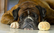 bread and dog