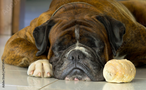 Photo: bread and dog bread and dog
