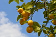 Foto: Zitronenbaum Zitronenbaum