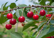 Sauerkirschen - Prunus cerasus