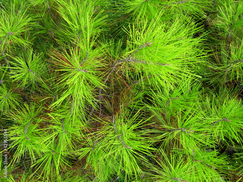 Photo: Young green needles of a pine Young green needles of a pine