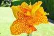 Cannas