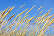 Beach Flora