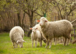 Sheep on pasture