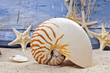 Nautilus und Seesterne vor blauer Holzwand