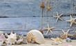 Urlaubserinnerung: Nautilus, Seesterne und Strandgut