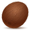 Realistic coconut