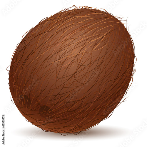 Vector: Realistic coconut Realistic coconut