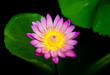 The Beautiful lotus  on pond