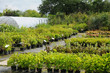a plant nursery in Brittany