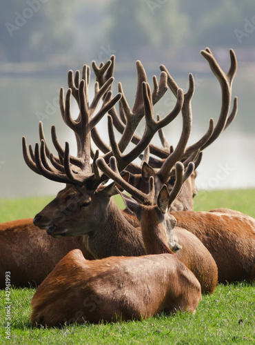 Photo: the herd of deer the herd of deer