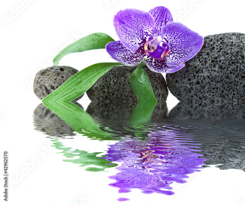 Foto: orchidée pourpre sur galets noirs orchidée pourpre sur galets noirs