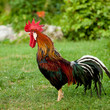Rooster singing - cock on a grass