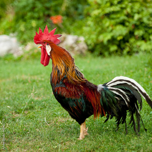 Photo: Rooster singing - cock on a grass Rooster singing - cock on a grass
