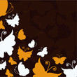 Vector: Beautiful brown background with orange and white butterflies Beautiful brown background with orange and white butterflies