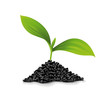Plante avec amas de terre