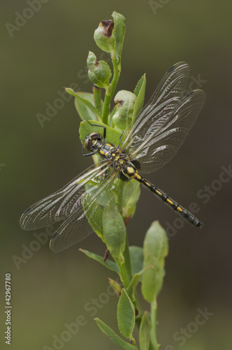 Photo: White-faced Darter Dragonfly White-faced Darter Dragonfly