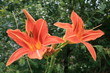 Lily