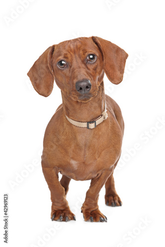 Foto: short haired dachshund short haired dachshund