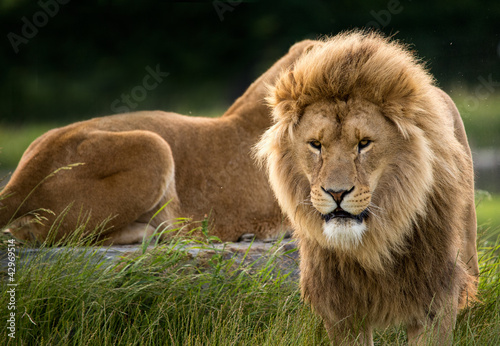 Photo: Lions Lions