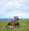 Haflinger Fohlen am Hörnle (Allgäu)