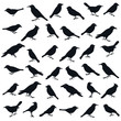 Bird shape.