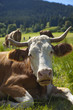 Bergidyll am Hörnle (Alllgäu)