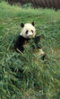 Cina. Chengdu Parco dei Panda